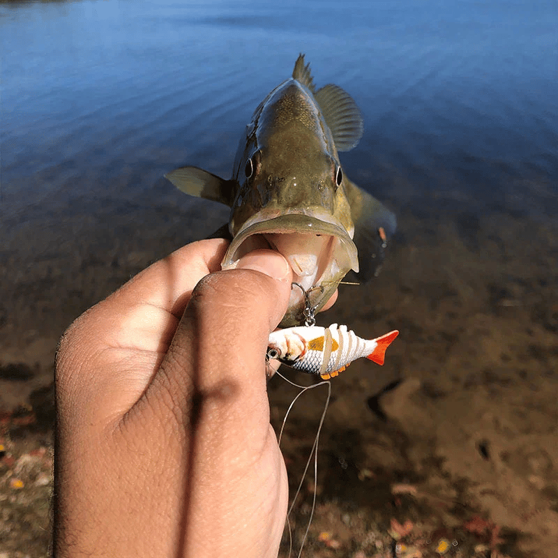 Micro Jointed Swimbait🔥